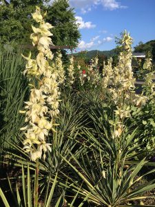 Bright Edge Yuccas