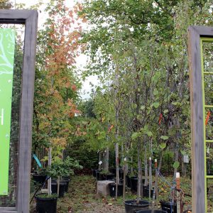 It's right about fall planting season - and our tree patch is waiting for you