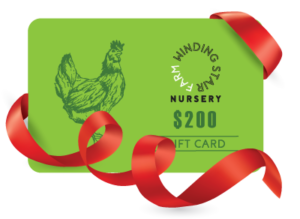 giftcard prize
