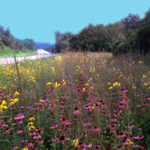 Building a Meadow 4 meadow a