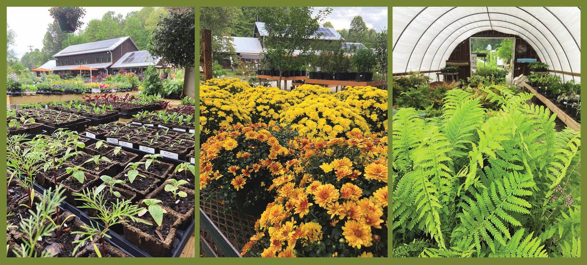 Garden beds filled with pollinator plants and shade perennials