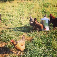 The Animals 9 various chicken at the farm