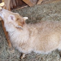The Animals 5 Ewe steals apples