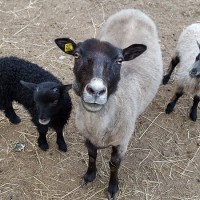 The Animals 4 mother and lambs