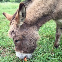 The Animals 22 Mama Peaches - The Donkey