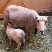 The Farm: Mountain and Valley 4 mother and lamb