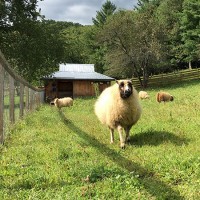The Farm: Mountain and Valley 3 Icelandic Sheep
