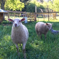 The Animals 3 The Animals of Winding Stair Farm