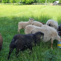 The Animals 2 Animals