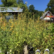 So many luscious perennials, continuing to steal the show and promising to keep doing so. This is Dwarf Hummingbird Mint 'Kudus Yellow'