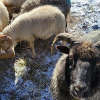 The Farm: Mountain and Valley 5