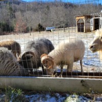 The Farm: Mountain and Valley 6