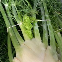 The Farm: Mountain and Valley 11