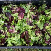 The Farm: Mountain and Valley 8