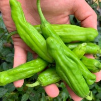 The Farm: Mountain and Valley 10