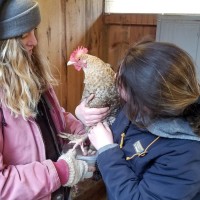 The Animals 10 Farm helping a chicken